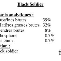 Black soldier
